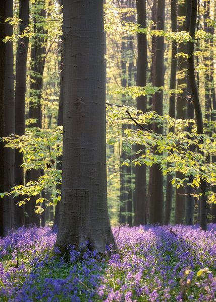 Forest by Jeroen Linnenkamp