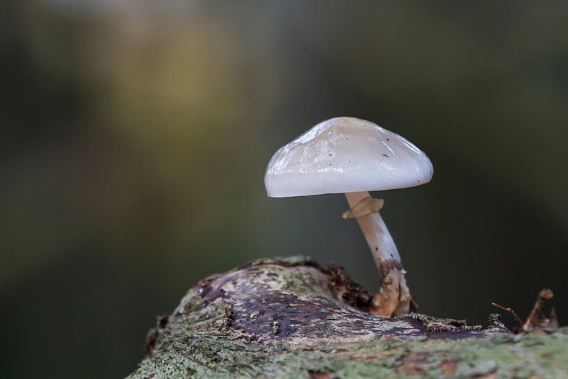 Paddenstoel von RWNL Fotografie
