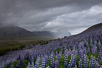 Magical Iceland - Lupins