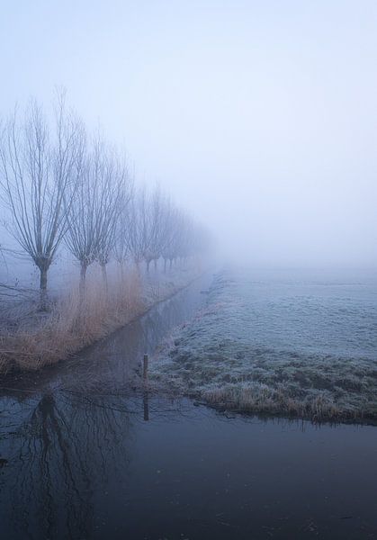 Junge Kopfweidenreihe im Nebel von peterheinspictures