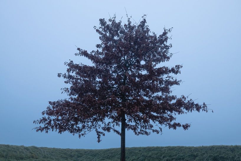 Baum im Nebel von Zwoele Plaatjes