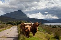 Kuh, Schottische Highlanders