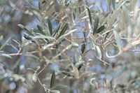 Oliven von Vita Dei Normanni