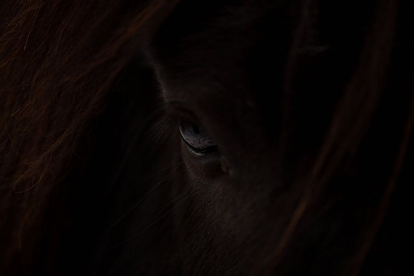 Poney d'Exmoor (Equus ferus caballus) par Eric Wander