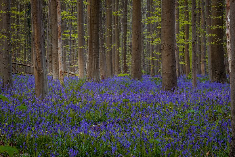 Bluebell flowers (Hyacinthoides non-scripta) blanket the forest by Thilo Wagner