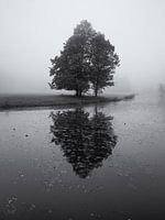 Arbre dans la brume avec reflet