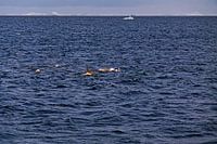 Chasse aux orques près de l'Antarctique