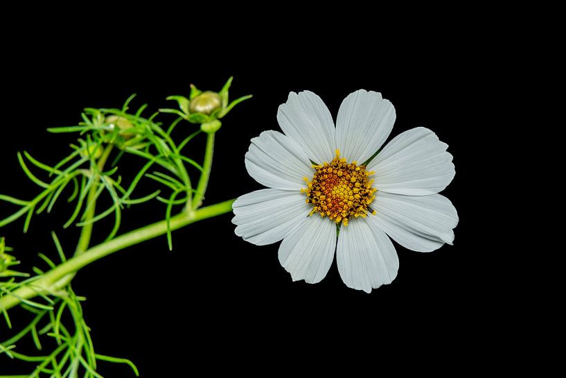 white cosmos flower on black background by Ribbi