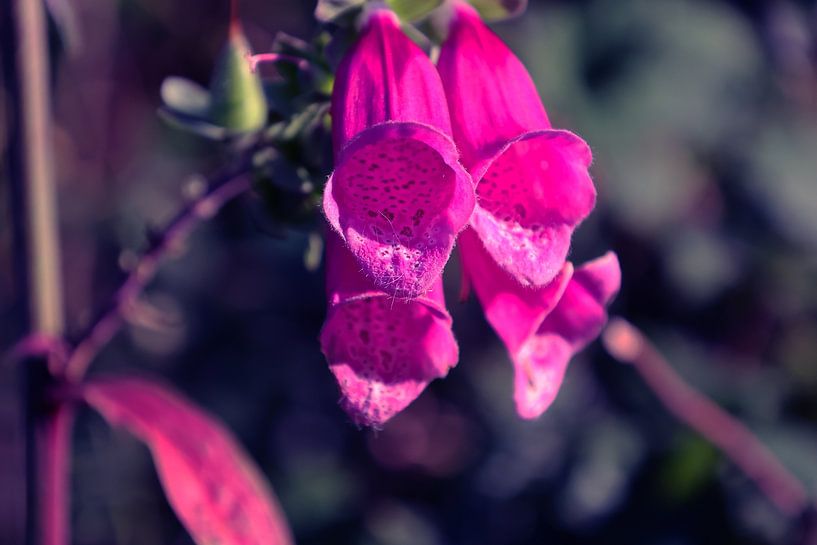 Comme des trompettes formées par mère nature par FreddyFinn