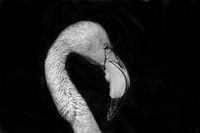 Flamingo schwarz und weiß