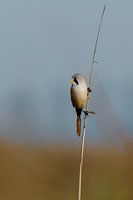 Bearded Reedling