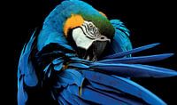 Parrot