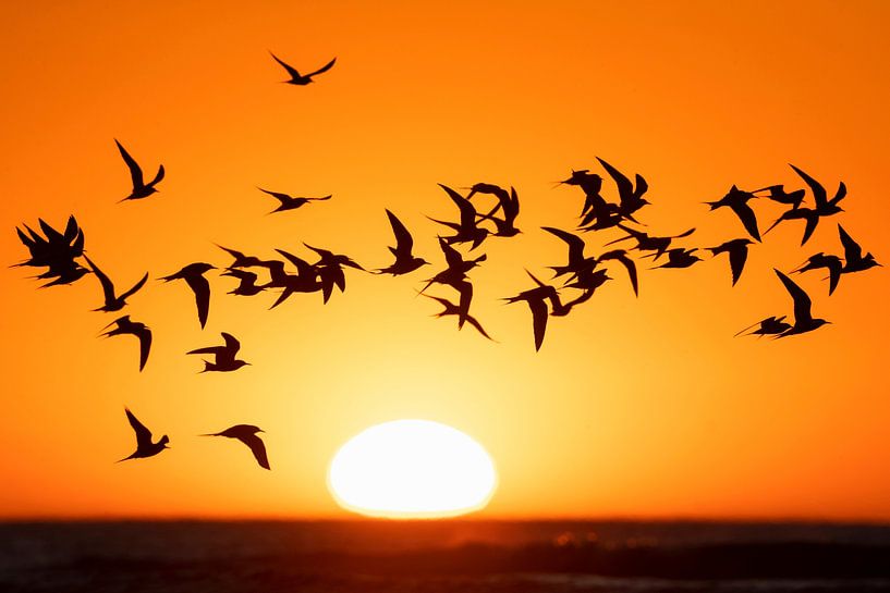 Groep Visdieven (Sterna hirundo) met ondergaande zon van Beschermingswerk voor aan uw muur