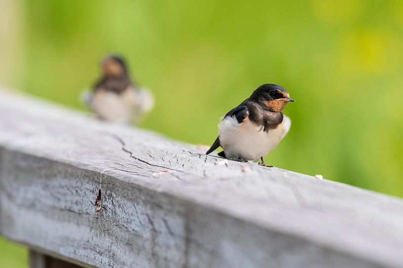 Hirondelle paysanne par Merijn Loch