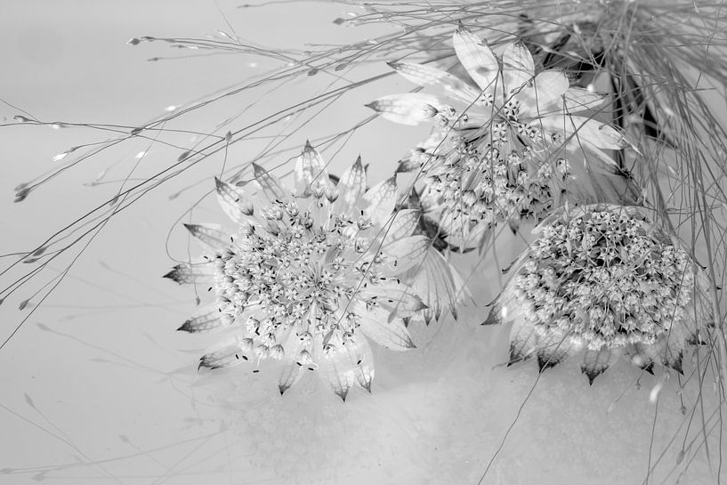 Seeländischer Knoten mit Gras in Schwarz und Weiß. von Alie Ekkelenkamp