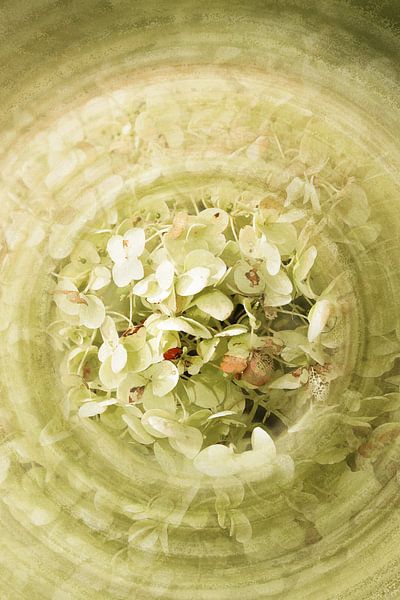 Tere hortensia von Katja Waltmans