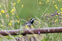 White wagtail
