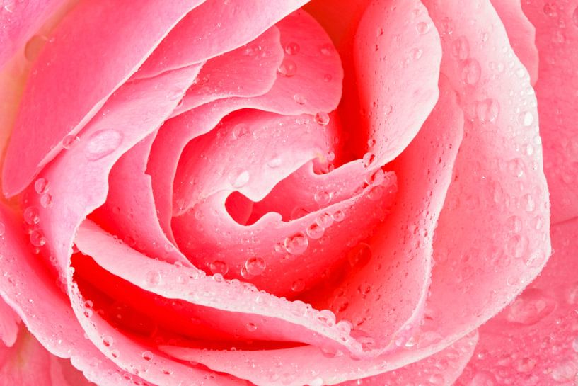 Pink rose with waterdrops close up by Eye on You
