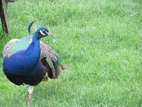 Zo trots als een pauw