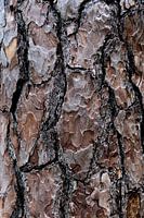 Nahaufnahme eines Pinienhains