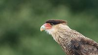 Gros plan sur un rapace : le caracara huppé.