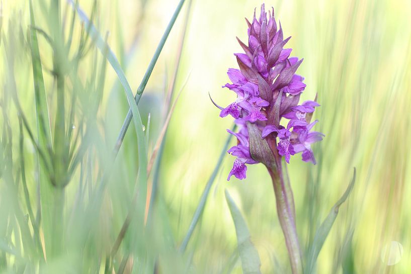 orchidée pourpre par Marjo Snellenburg