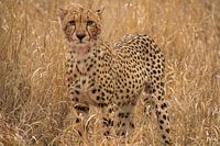 Cheetah finished eating, kruger national park, south africa