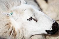 Portrait eines Schafes