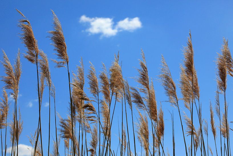 Au lac par Thomas Jäger