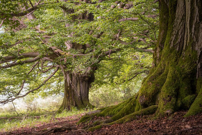Fabulous old Rhön beeches by Jürgen Schmittdiel Photography