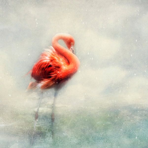 Beauté hivernale par Claudia Moeckel