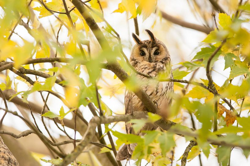 Ransuil omgeven in herfstkleuren von Tom Zeegers