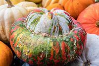 Potiron chapeau d'évêque