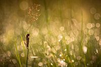 Een zebrarups in de ochtendzon