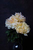 pivoine avec fond sombre