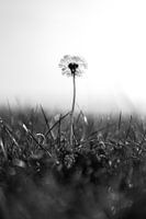 Löwenzahn schwarz und weiß