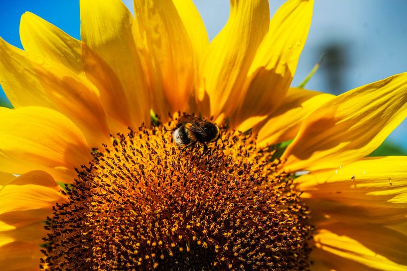 Sonnenblume mit Biene von Blond Beeld