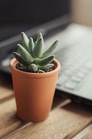 Succulent plant on laptop background