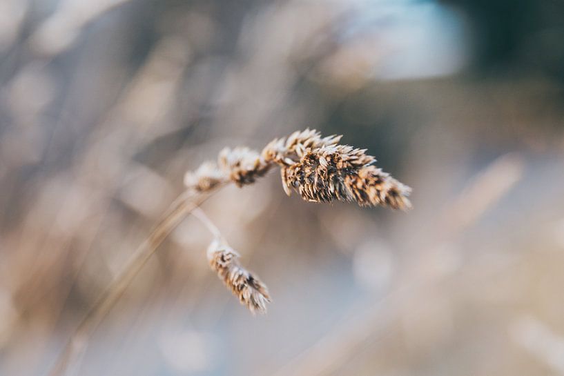 Natur im Winter von Jessie Jansen