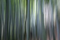 Bamboo forest in Japan.
