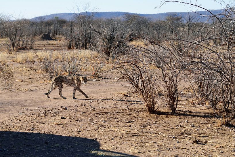 Guépard (Cheetah) par Merijn Loch