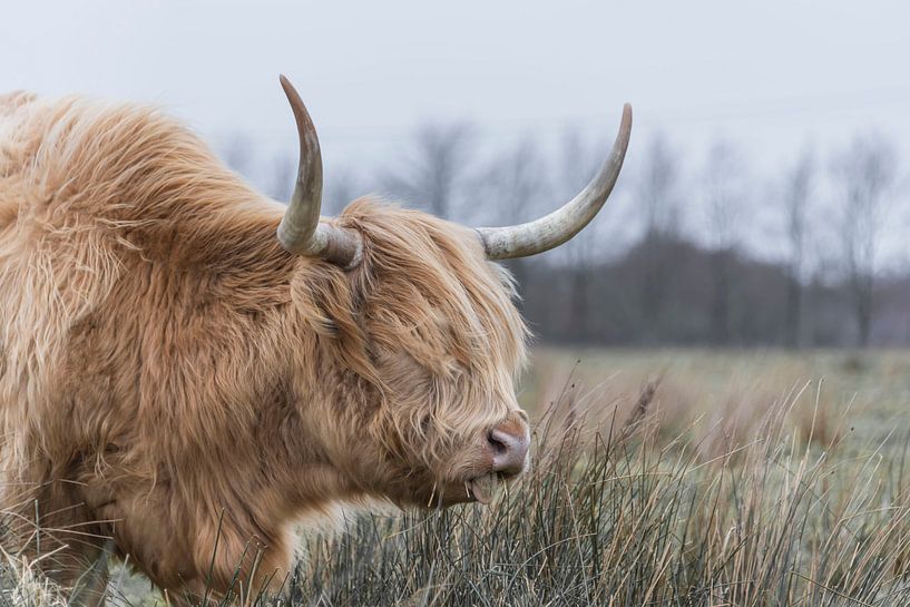 Blonde Scottish Highlander by Ans Bastiaanssen
