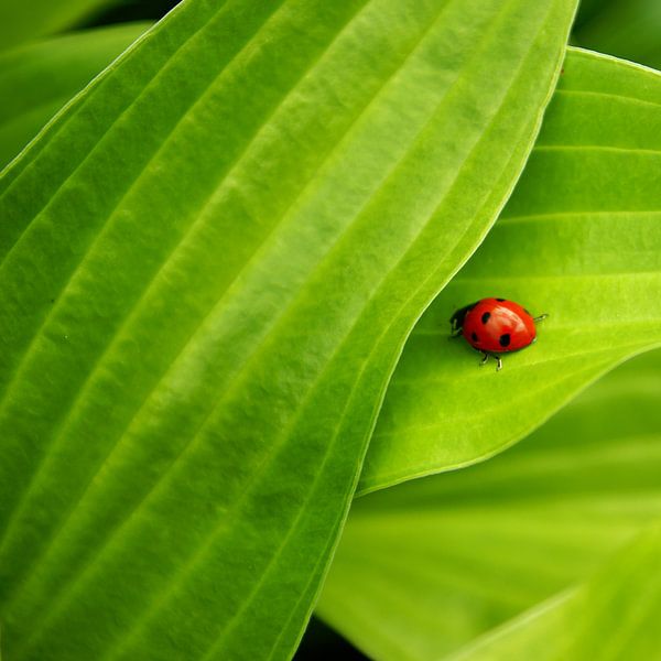 Naturellement Complementaire par Aimelle ML