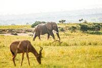 Elephant / African colourful landscape / Nature photography / Uganda