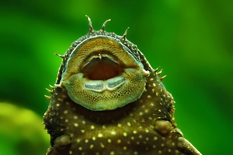 Algenfresser von Masselink Portfolio