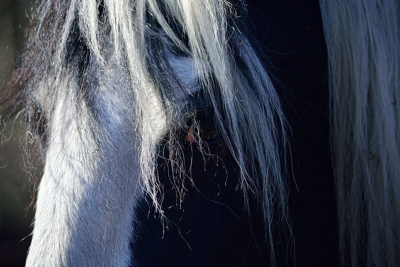 Das Pferd namens Cendy von Frank's Awesome Travels