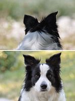 Diptyque Bordercollie vertical