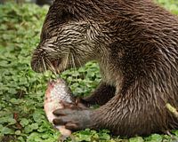 De otter aan de vis