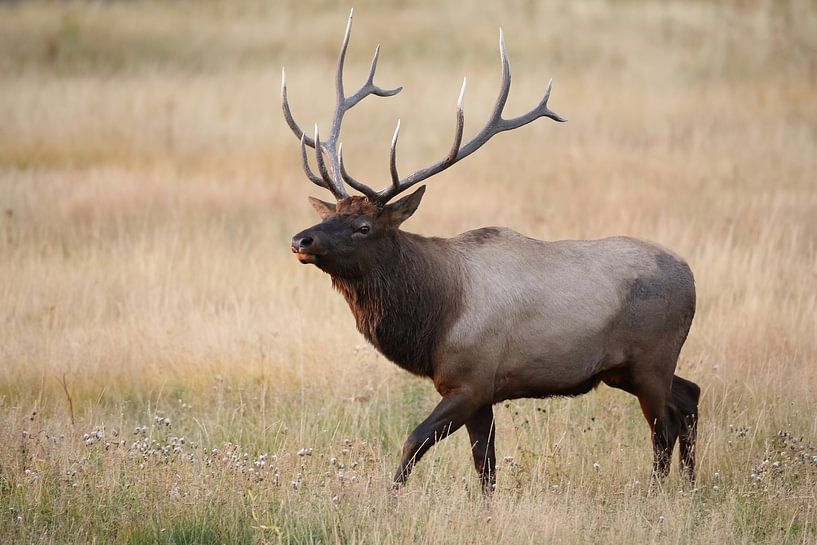 Elk (Wapiti), Cervus elephas, Yellowstone National Park, Wyoming by Frank Fichtmüller