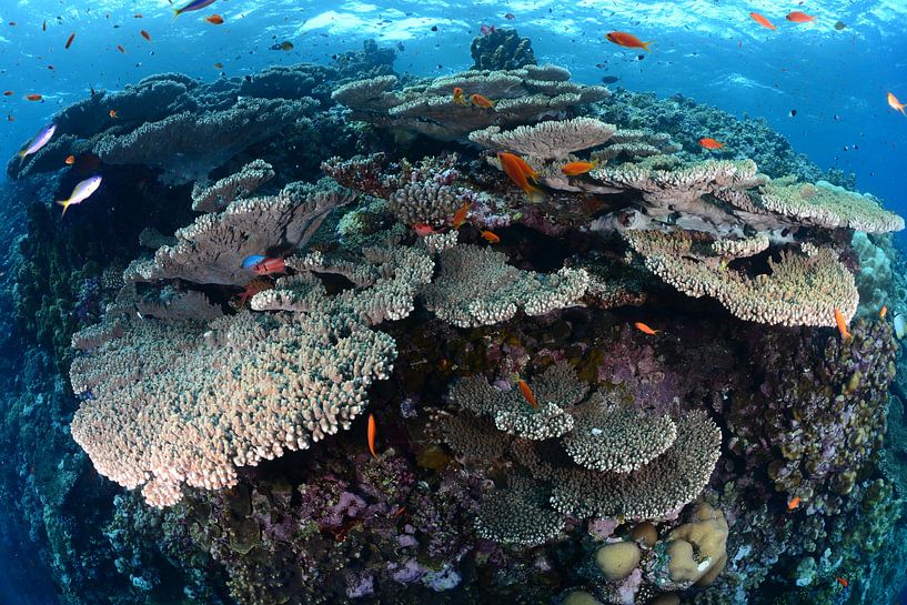 grote tafelkoralen par Jaap Voets